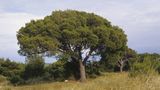 Die Schwarzkiefer (Pinus nigra)