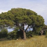 Die Schwarzkiefer (Pinus nigra)