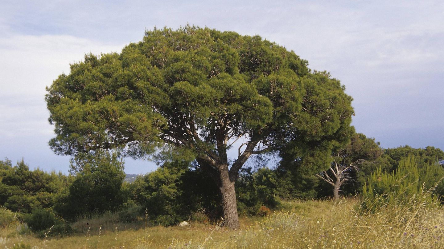 Die Schwarzkiefer (Pinus nigra) Die Schwarzkiefer (Pinus nigra)