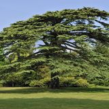 Die Libanon-Zeder (Cedrus libani)