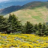 Die Atlas-Zeder (Cedrus atlantica)