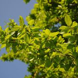 Die Hopfenbuche (Ostrya carpinifolia)