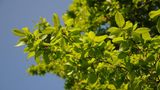 Die Hopfenbuche (Ostrya carpinifolia)