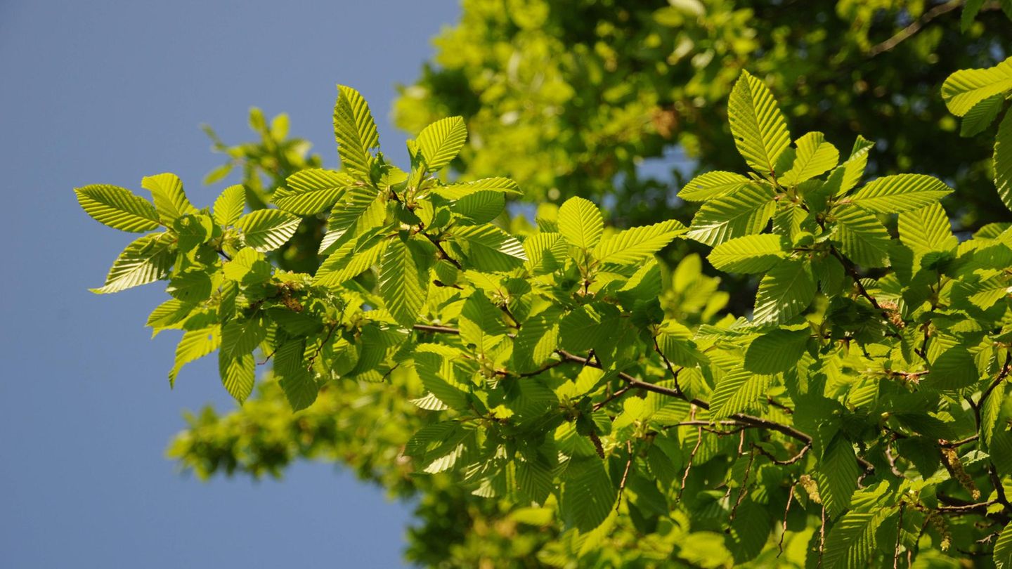 Die Hopfenbuche (Ostrya carpinifolia)  Die Hopfenbuche (Ostrya carpinifolia)