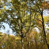 Die Zerreiche (Quercus cerris)