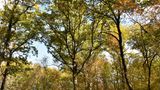 Die Zerreiche (Quercus cerris)