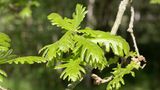Eine Ungarische Eiche (Quercus frainetto)