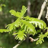 Eine Ungarische Eiche (Quercus frainetto)