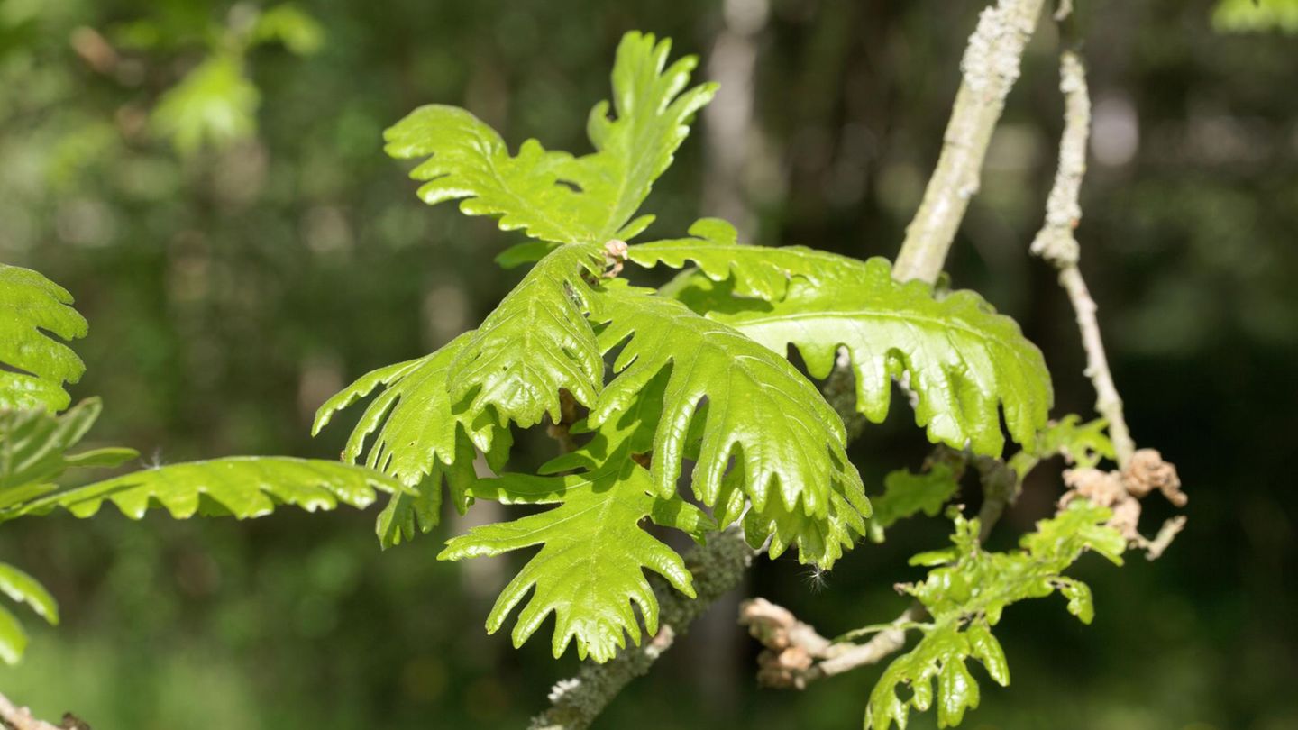 Eine Ungarische Eiche (Quercus frainetto)  Eine Ungarische Eiche (Quercus frainetto)