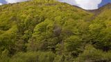 Orientbuche (Fagus orientalis)