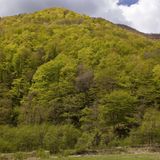 Orientbuche (Fagus orientalis)