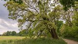 Eine Robinie Robinia (Robinia pseudoacacia)