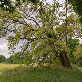 Eine Robinie Robinia (Robinia pseudoacacia)