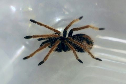Beschlagnahmte Vogelspinne
