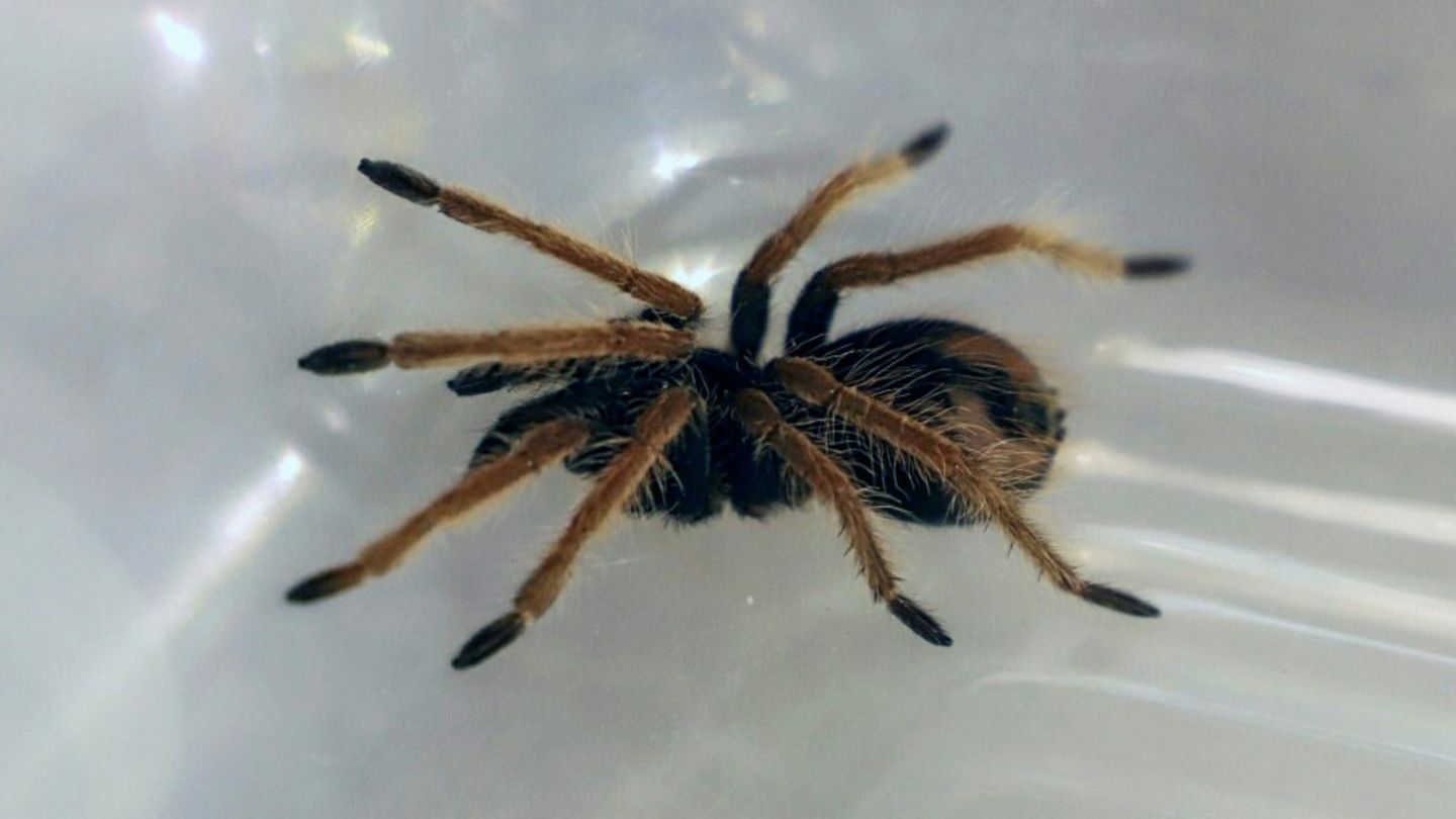 Beschlagnahmte Vogelspinne