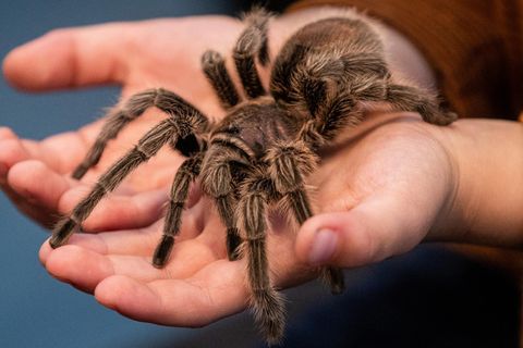 In Vietnam, wo das Paket herkam, lebt die Gestreifte Thai-Vogelspinne