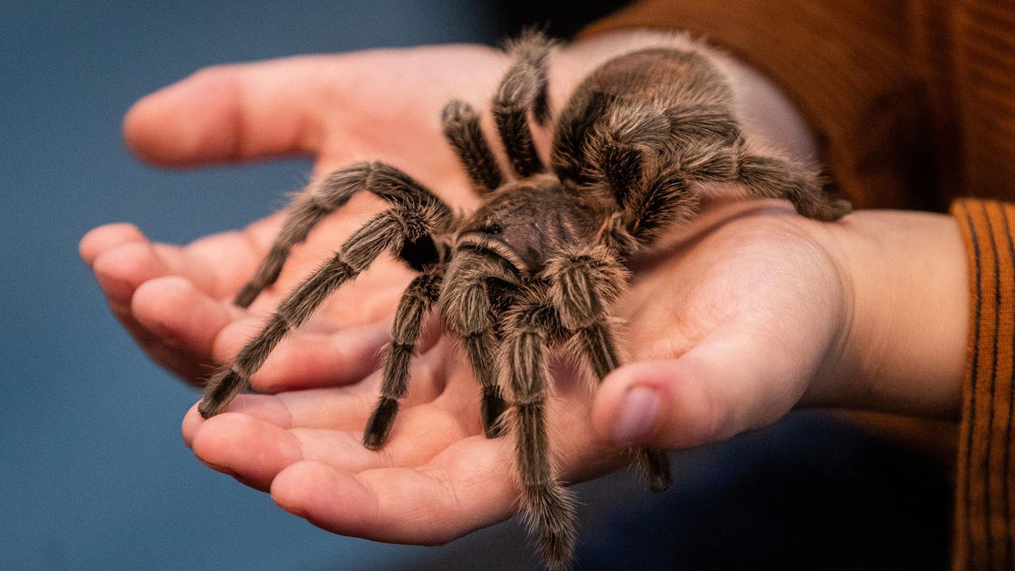 In Vietnam, wo das Paket herkam, lebt die Gestreifte Thai-Vogelspinne