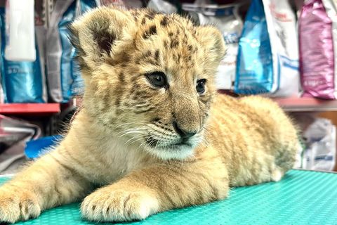 Das seltene Hybrid Liger wurde Mitte Mai 2025 im Zoo von Zaharesti, nahe der Stadt Suceava, im Nordosten Rumäniens geboren