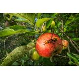 Fotografiert man Modelle wie diese Hornisse im Weitwinkel, arbeitet man mit einer kurzen Brennweite, die nicht nur das Hauptmotiv scharf erfasst, sondern auch die Umgebung. So lässt sich bei der Naturfotografie der Lebensraum der Art einbeziehen. Gleichzeitig haben Betrachtende das Gefühl, näher am Objekt zu sein. Anders verhält es sich bei langer Brennweite und einer geöffneten Blende: Vorder- und Hintergrund werden unscharf, und das Hauptmotiv hebt sich ab.