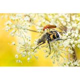 Eine artenreiche Wildwiese ist nicht nur wertvoll für die Biodiversität im Garten, sondern liefert abwechslungsreiche Motive. In der warmen Jahreszeit ist auf der Wiese besonders viel los. Wer morgens bereits vor Sonnenaufgang mit der Kamera loszieht, entdeckt mit etwas Glück schlafende Insekten, bevor sie in den Tag starten. Auch die Ruhe am Abend eignet sich gut für einen Fotorundgang, wobei hier das Licht schnell schwindet. Tagsüber lassen sich die Tiere bei ihrem natürlichen Treiben ablichten – wie diese Weich- und Pinselkäfer, die auf einem Doldenblütler um die köstlichen Pollen buhlen.