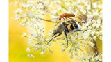 Eine artenreiche Wildwiese ist nicht nur wertvoll für die Biodiversität im Garten, sondern liefert abwechslungsreiche Motive. In der warmen Jahreszeit ist auf der Wiese besonders viel los. Wer morgens bereits vor Sonnenaufgang mit der Kamera loszieht, entdeckt mit etwas Glück schlafende Insekten, bevor sie in den Tag starten. Auch die Ruhe am Abend eignet sich gut für einen Fotorundgang, wobei hier das Licht schnell schwindet. Tagsüber lassen sich die Tiere bei ihrem natürlichen Treiben ablichten – wie diese Weich- und Pinselkäfer, die auf einem Doldenblütler um die köstlichen Pollen buhlen.