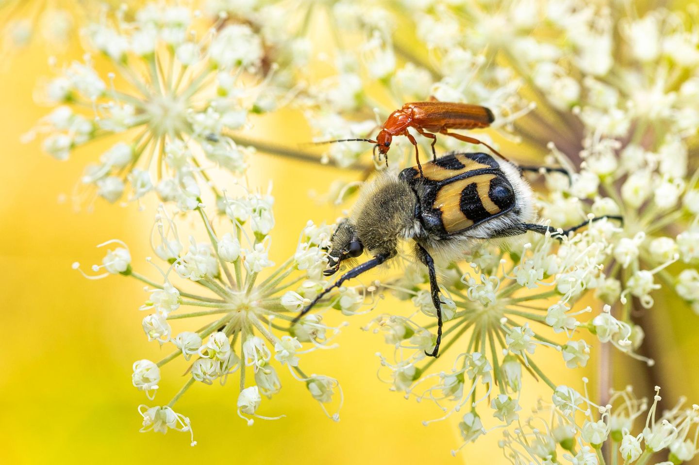 Wilde Wiesen: Lebensraum und Fotospot Eine artenreiche Wildwiese ist nicht nur wertvoll für die Biodiversität im Garten, sondern liefert abwechslungsreiche Motive. In der warmen Jahreszeit ist auf der Wiese besonders viel los. Wer morgens bereits vor Sonnenaufgang mit der Kamera loszieht, entdeckt mit etwas Glück schlafende Insekten, bevor sie in den Tag starten. Auch die Ruhe am Abend eignet sich gut für einen Fotorundgang, wobei hier das Licht schnell schwindet. Tagsüber lassen sich die Tiere bei ihrem natürlichen Treiben ablichten – wie diese Weich- und Pinselkäfer, die auf einem Doldenblütler um die köstlichen Pollen buhlen.