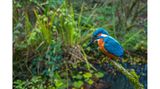Der Eisvogel ist mit seinem blau-orangefarbenen Gefieder ein exotisch anmutender Hingucker, nicht in jedem Garten präsentiert er sich. Wer ihm einen Gartenteich oder eine vergleichbare nahrungsreiche Wasserquelle bietet, kann den schillernden Vogel mit Glück am Ufer entdecken, wo er nach Beute Ausschau hält. Hat er einen Fisch gesichtet, stößt er blitzschnell und steil ins Wasser.