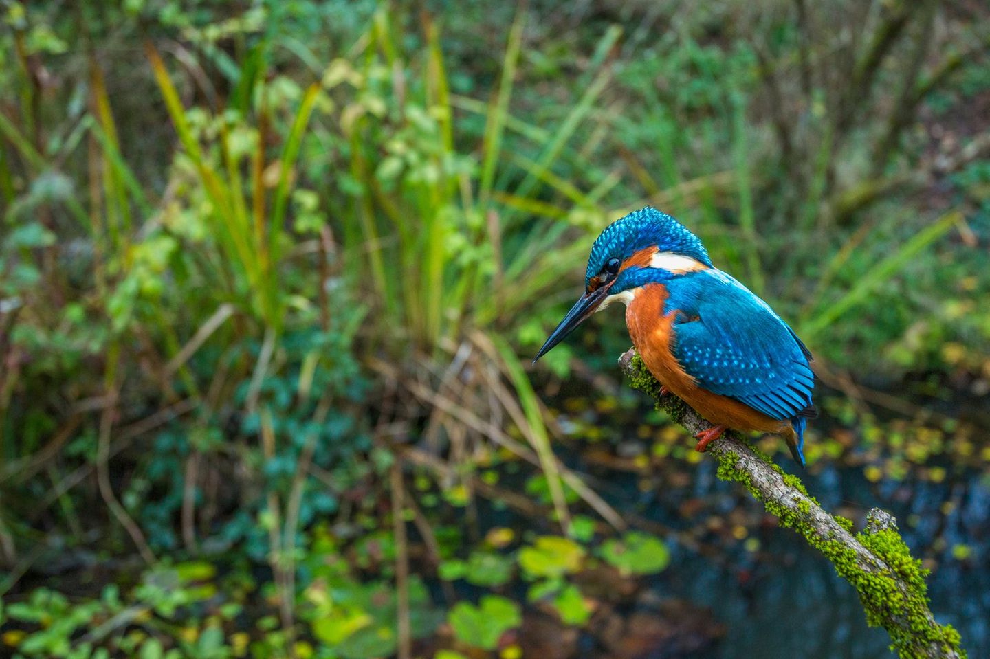 Schillernder Besuch am Gartenteich Der Eisvogel ist mit seinem blau-orangefarbenen Gefieder ein exotisch anmutender Hingucker, nicht in jedem Garten präsentiert er sich. Wer ihm einen Gartenteich oder eine vergleichbare nahrungsreiche Wasserquelle bietet, kann den schillernden Vogel mit Glück am Ufer entdecken, wo er nach Beute Ausschau hält. Hat er einen Fisch gesichtet, stößt er blitzschnell und steil ins Wasser.