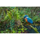 Der Eisvogel ist mit seinem blau-orangefarbenen Gefieder ein exotisch anmutender Hingucker, nicht in jedem Garten präsentiert er sich. Wer ihm einen Gartenteich oder eine vergleichbare nahrungsreiche Wasserquelle bietet, kann den schillernden Vogel mit Glück am Ufer entdecken, wo er nach Beute Ausschau hält. Hat er einen Fisch gesichtet, stößt er blitzschnell und steil ins Wasser.