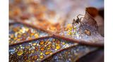 Totholz und Laubstreu offenbaren eine faszinierende Mikrowelt, in die es sich einzutauchen lohnt. Viele Tiere finden darin Lebensraum und posieren im Gegenzug als Modell vor der Kamera. Diese Wolfsspinne krabbelt über ein Eichenblatt, dessen Verrottungsprozess Tautropfen wie Bernstein einfärbt.