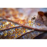 Totholz und Laubstreu offenbaren eine faszinierende Mikrowelt, in die es sich einzutauchen lohnt. Viele Tiere finden darin Lebensraum und posieren im Gegenzug als Modell vor der Kamera. Diese Wolfsspinne krabbelt über ein Eichenblatt, dessen Verrottungsprozess Tautropfen wie Bernstein einfärbt.