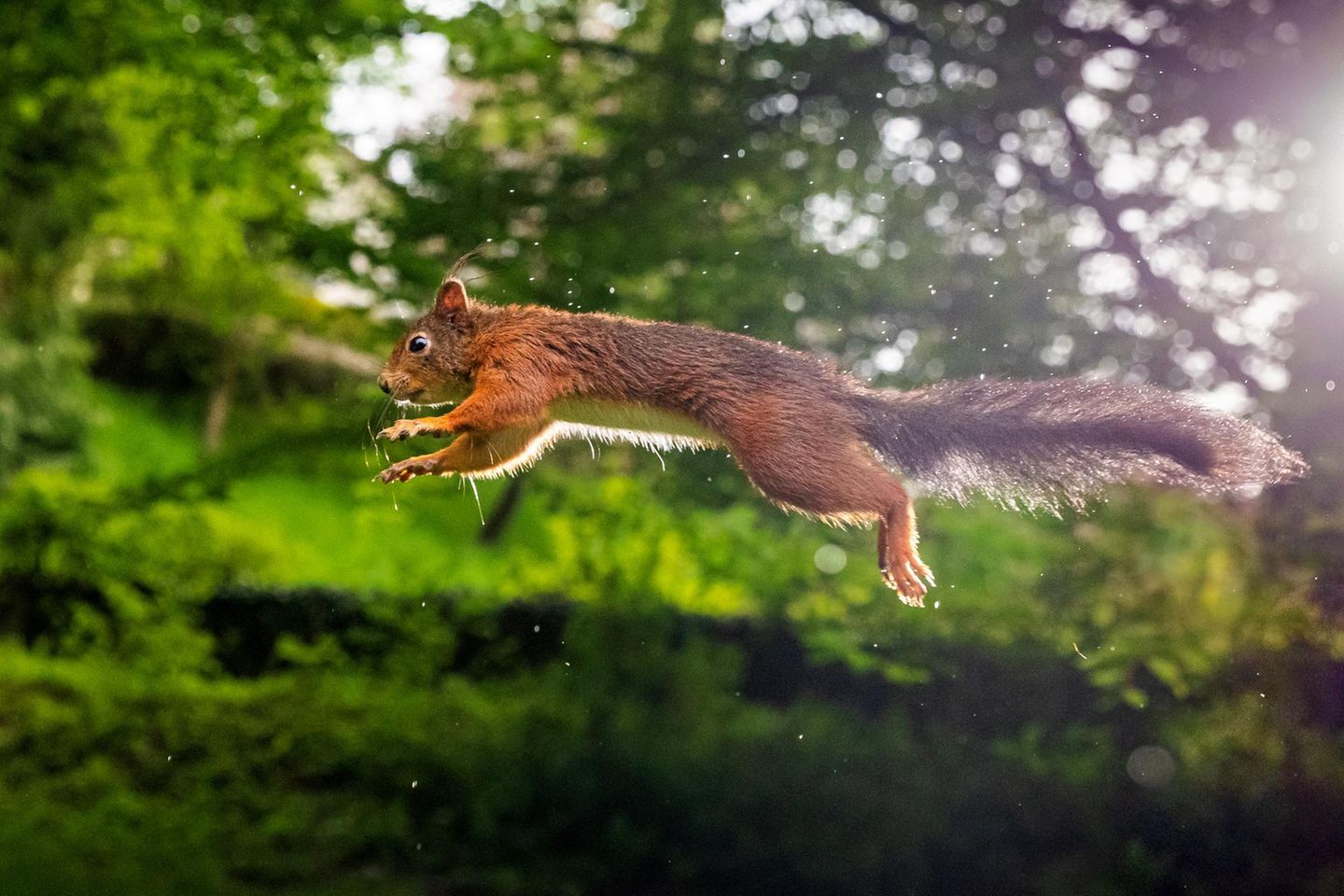 Zwischen Sträuchern und Bäumen Lebensraum auf vielen Etagen gibt es im naturnahen Garten zwischen dichten Sträuchern und Bäumen – das wissen Igel, Vögel und Eichhörnchen zu schätzen. Brutplätze und Unterschlupfe sollte man beim Fotografieren nicht stören. Stattdessen bietet es sich an, ein mobiles Tarnzelt zu nutzen und natürliche Lücken und Nischen abzulichten. Unter einem dichten Blätterdach ist das Licht gegebenenfalls nicht ausreichend, und die Blätter können für einen Grünstich in den Bildern sorgen. Ein Blitzgerät kann in diesem Fall hilfreich sein.