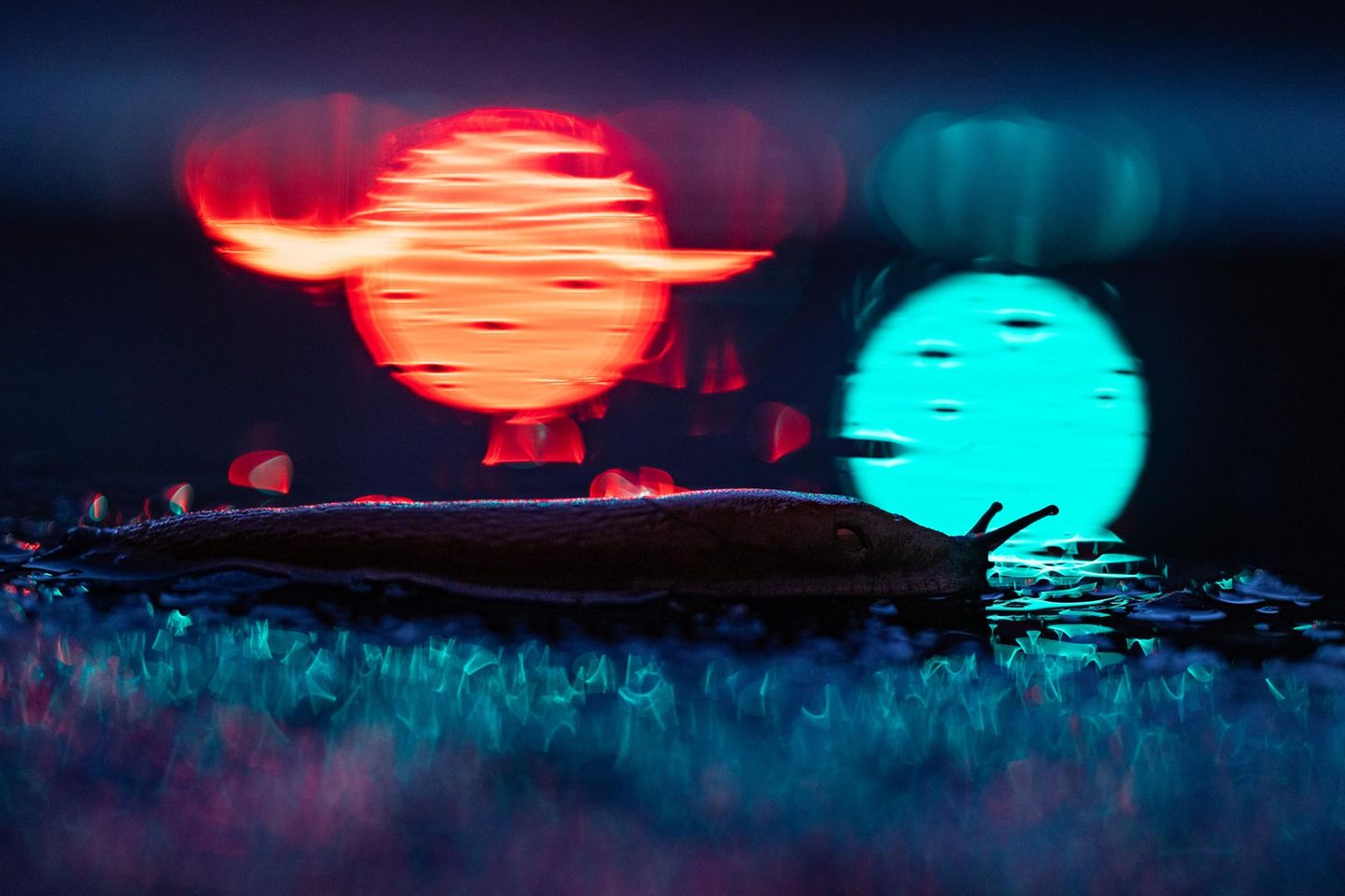 Spotlight Ein Garten im urbanen Raum trumpft mit künstlichen Lichtquellen, sie illuminieren die Silhouetten von Tieren wie im Scheinwerferlicht. Nach einem Regenschauer kann man Spiegelungen in Pfützen nutzen und einfache Motive wie eine Spanische Wegschnecke eindrucksvoll in Szene setzen. Damit ästhetisch unscharfe "Bokeh-Kreise" besonders gut zur Geltung kommen, sollte man die Blende komplett öffnen und in der Dämmerung den ISO-Wert weit heraufsetzen.