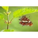 Um einen Schmetterling bei der Eiablage abzulichten, ist Millimeterarbeit vonnöten. Die Kunst besteht darin, die Kamera perfekt zu positionieren, um den Falter mit möglichst offener Blende scharf vor einem weichen Hintergrund abzubilden.