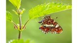 Um einen Schmetterling bei der Eiablage abzulichten, ist Millimeterarbeit vonnöten. Die Kunst besteht darin, die Kamera perfekt zu positionieren, um den Falter mit möglichst offener Blende scharf vor einem weichen Hintergrund abzubilden.