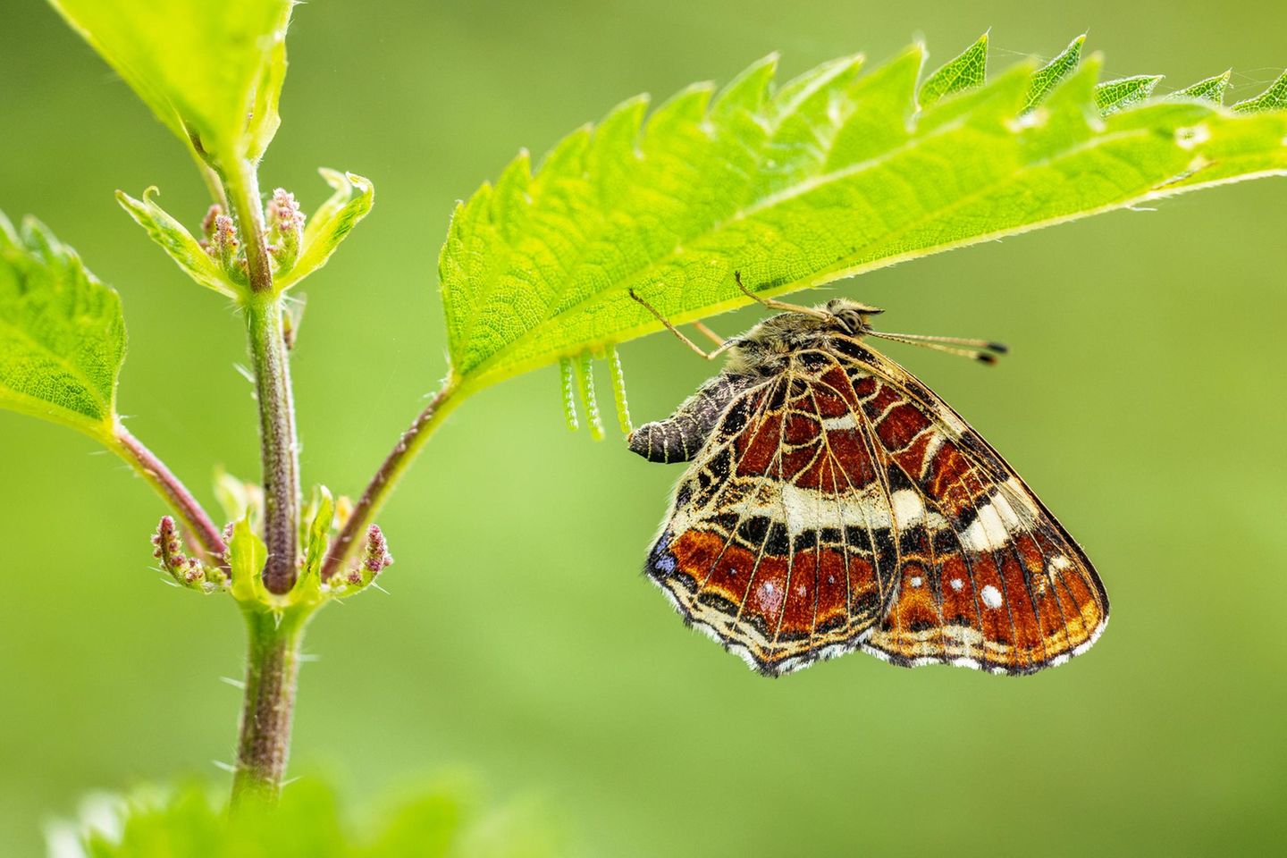 Um einen Schmetterling bei der Eiablage abzulichten, ist Millimeterarbeit vonnöten. Die Kunst besteht darin, die Kamera perfekt zu positionieren, um den Falter mit möglichst offener Blende scharf vor einem weichen Hintergrund abzubilden.