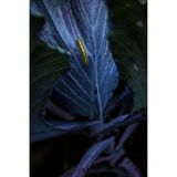 Wo andere einen Schädling sehen, staunt Jonathan Fieber über großes fotografisches Potenzial: Eine gelbe Raupe vom Großen Kohlweißling auf dunkelvioletten Rotkohlblättern. 