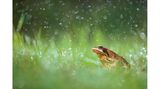 An einem heißen und trockenen Sommertag ließ sich dieser Grasfrosch geduldig ablichten. Der Sohn des Fotografen wollte dem kleinen Gartenbewohner etwas Gutes tun und gönnte ihm eine kalte Dusche mit der Sprühflasche. Jonathan Fieber griff kurzerhand zur Kamera. Zwei Blitzgeräte, die er ins Gras legte, machten die Wassertropfen sichtbar und werteten das ansonsten unspektakuläre Motiv auf. 