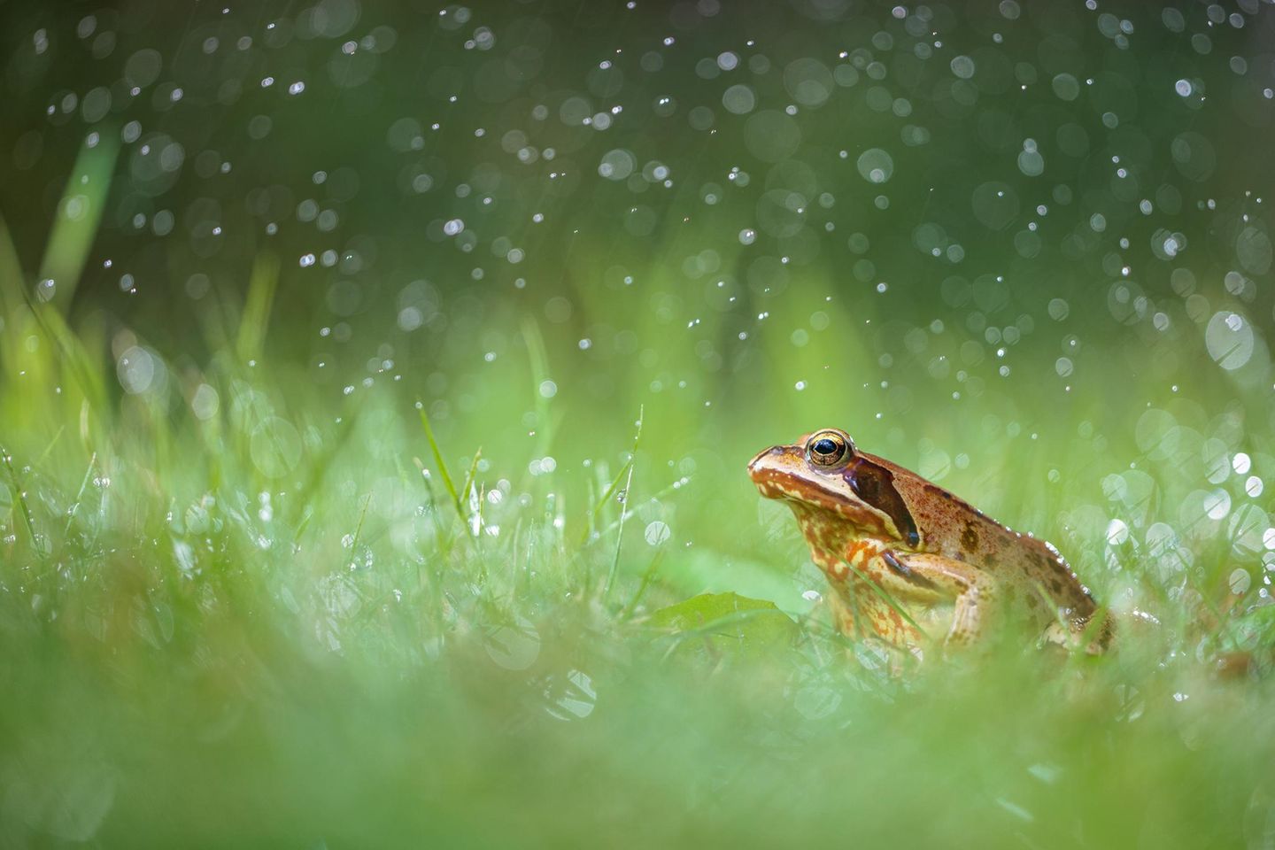An einem heißen und trockenen Sommertag ließ sich dieser Grasfrosch geduldig ablichten. Der Sohn des Fotografen wollte dem kleinen Gartenbewohner etwas Gutes tun und gönnte ihm eine kalte Dusche mit der Sprühflasche. Jonathan Fieber griff kurzerhand zur Kamera. Zwei Blitzgeräte, die er ins Gras legte, machten die Wassertropfen sichtbar und werteten das ansonsten unspektakuläre Motiv auf. 