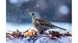 Ein Blitzgerät sorgt auch bei diesem winterlichen Motiv für das gewisse Etwas: Hinter dem kleinen Laubhaufen am Boden platziert, macht es Graupelschauer und feinen nebligen Dunst sichtbar. Weichfutterfresser wie die Wacholderdrossel lassen sich besonders gut am Boden ablichten, wo sie nach Insekten, kleinen Samen und Obst suchen.