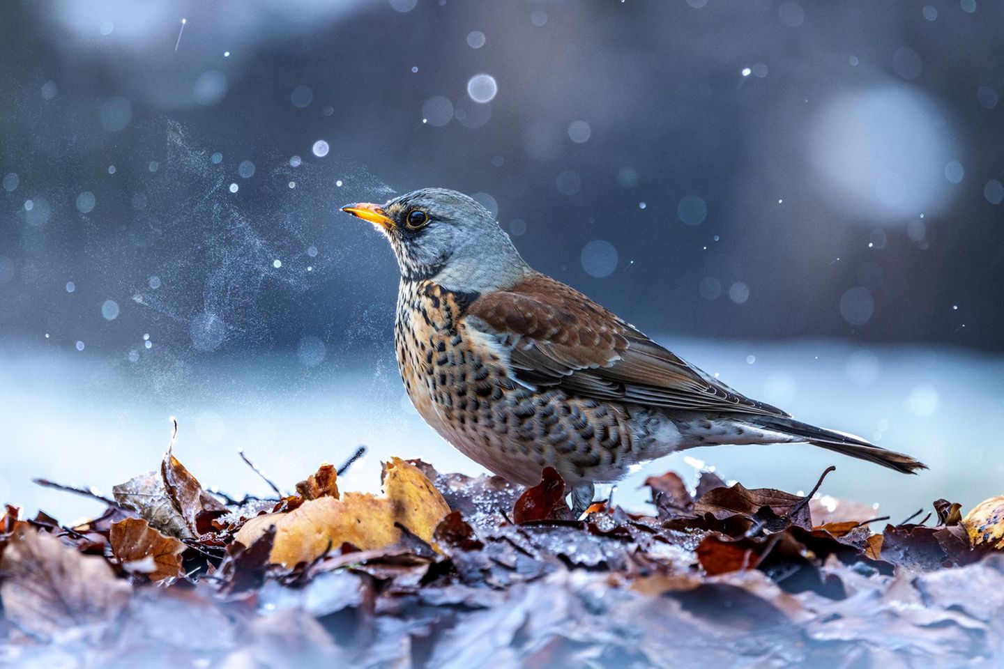 Ein Blitzgerät sorgt auch bei diesem winterlichen Motiv für das gewisse Etwas: Hinter dem kleinen Laubhaufen am Boden platziert, macht es Graupelschauer und feinen nebligen Dunst sichtbar. Weichfutterfresser wie die Wacholderdrossel lassen sich besonders gut am Boden ablichten, wo sie nach Insekten, kleinen Samen und Obst suchen.