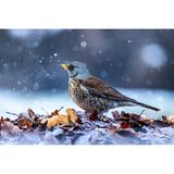 Ein Blitzgerät sorgt auch bei diesem winterlichen Motiv für das gewisse Etwas: Hinter dem kleinen Laubhaufen am Boden platziert, macht es Graupelschauer und feinen nebligen Dunst sichtbar. Weichfutterfresser wie die Wacholderdrossel lassen sich besonders gut am Boden ablichten, wo sie nach Insekten, kleinen Samen und Obst suchen.