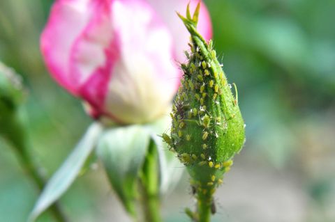 Blattläuse (macrosiphum rosae) auf einer Rose