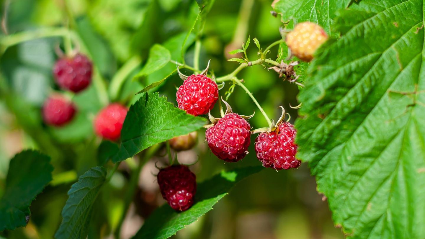 Himbeeren schneiden: Reife und unreife Früchte an einem Strauch