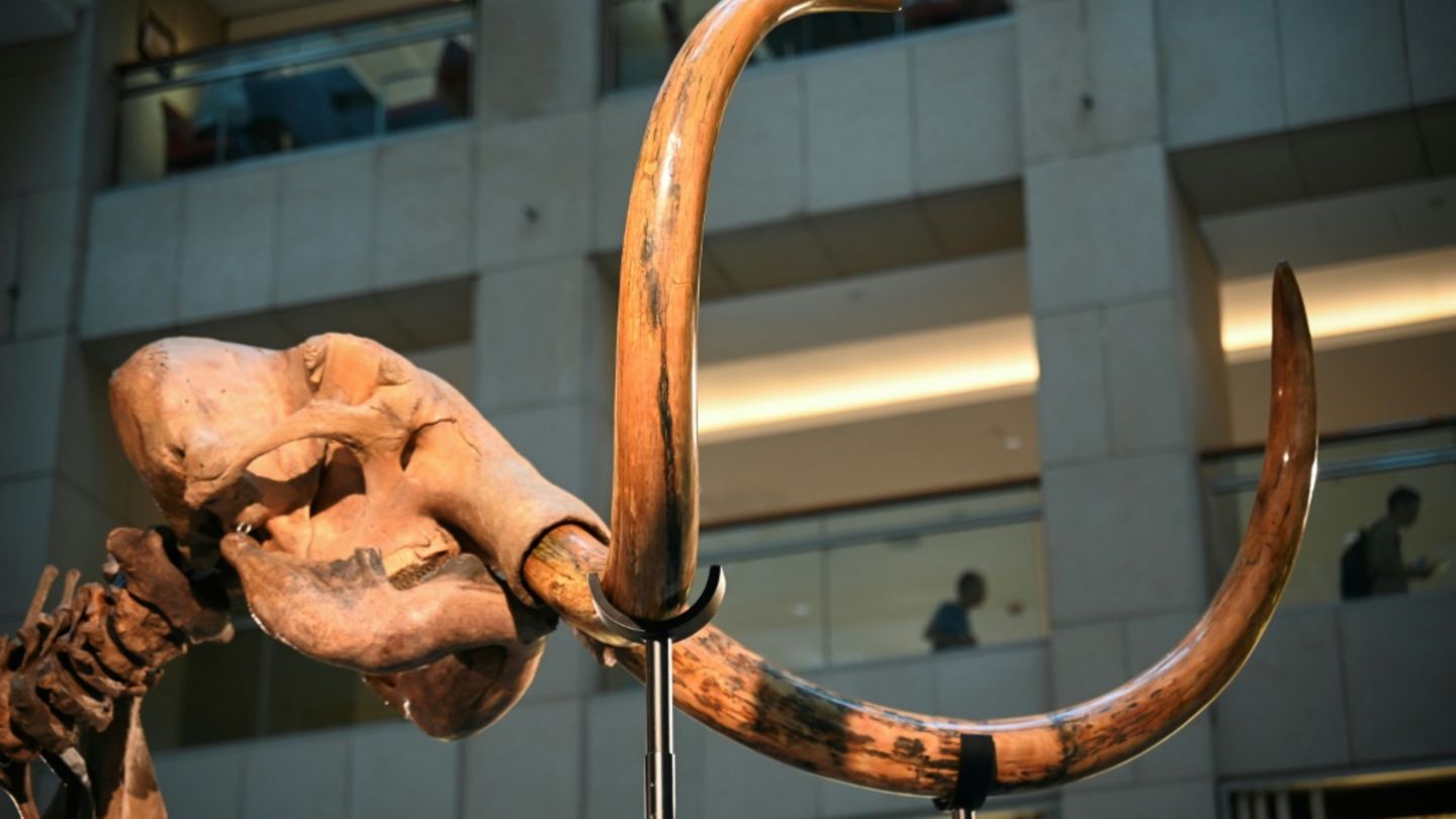Mammutskelett in Museum in Hongkong