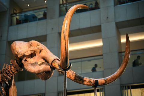 Mammutskelett in Museum in Hongkong