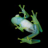 Amphibien Glasfrosch