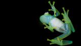 Amphibien Glasfrosch