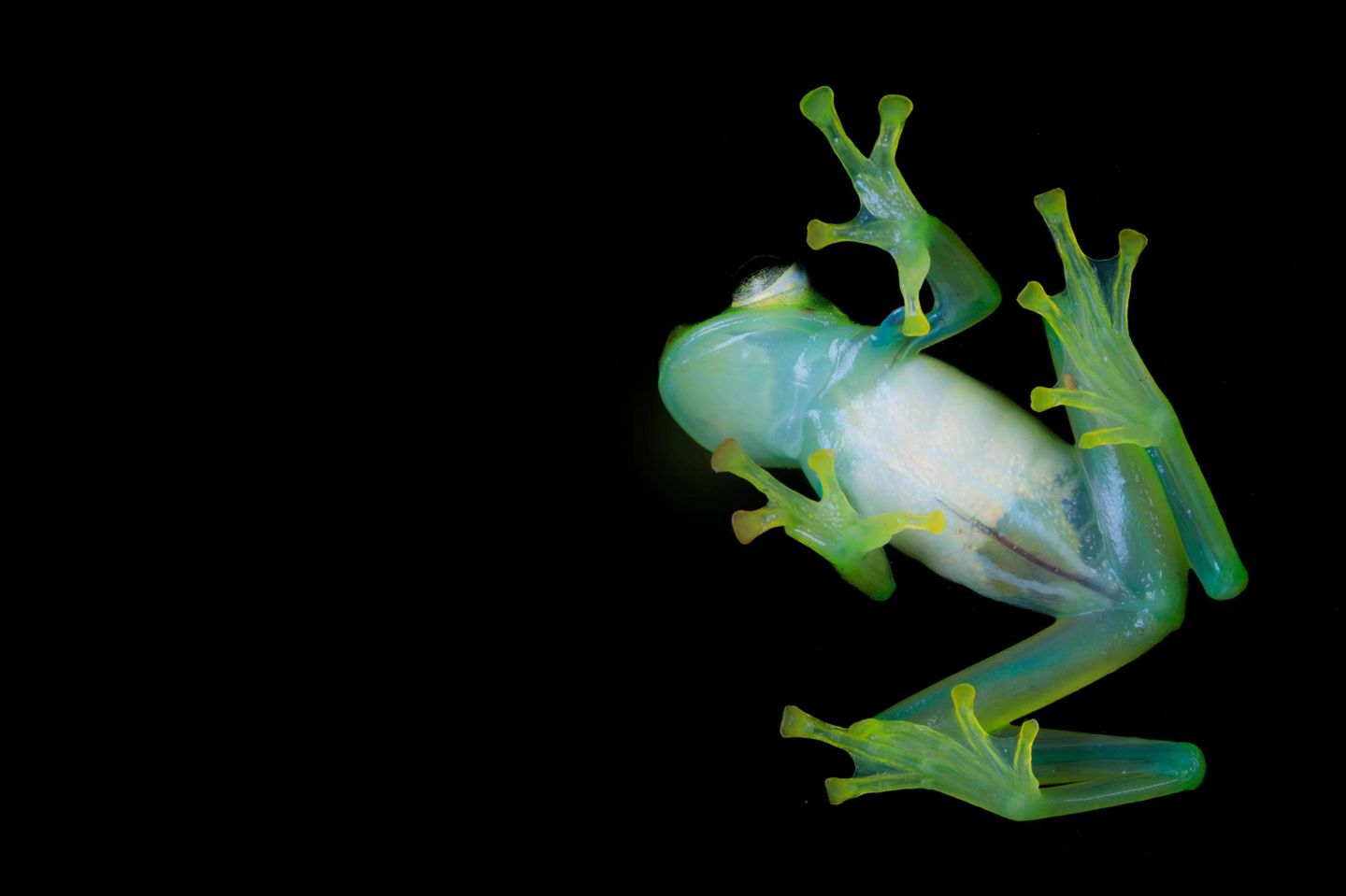 Amphibien Glasfrosch Amphibien Glasfrosch