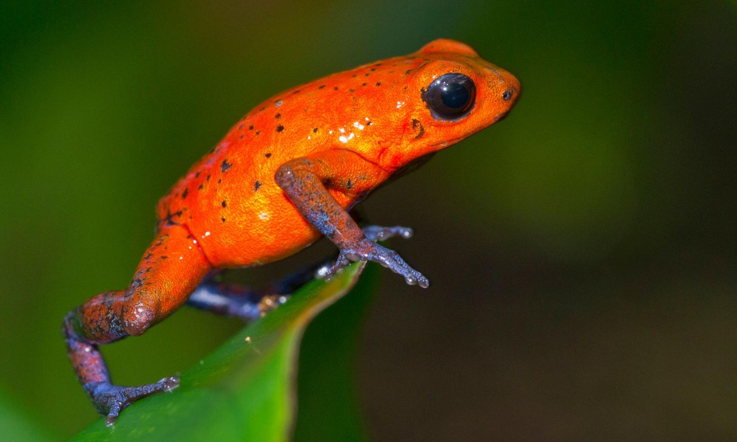 Amphibien Roter Frosch